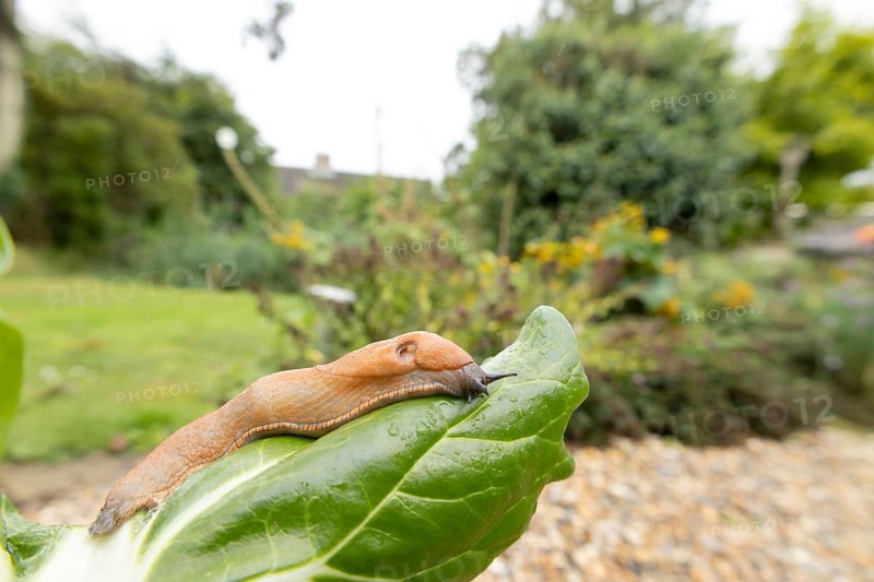 Red slug (Arion rufus) adult mollusc on a Swiss chard leaf in a garden vegetable patch, Suffolk, England, United Kingdom