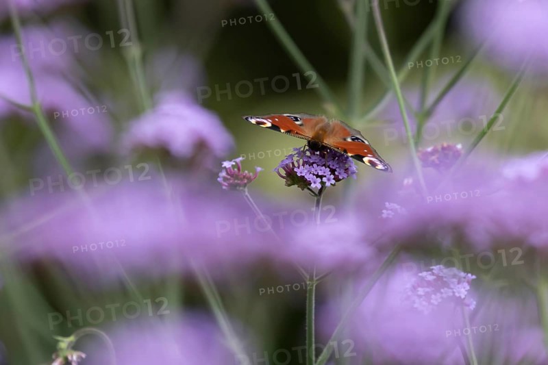 Peacock butterfly (Aglais io) adult insect feeding on garden Verbena flowers in summer, England, United Kingdom