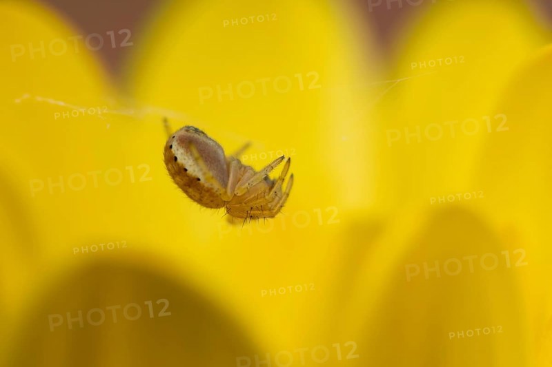 European garden spider (Araneus diadematus) adult in its spiders web on a garden yellow flower, England, United Kingdom