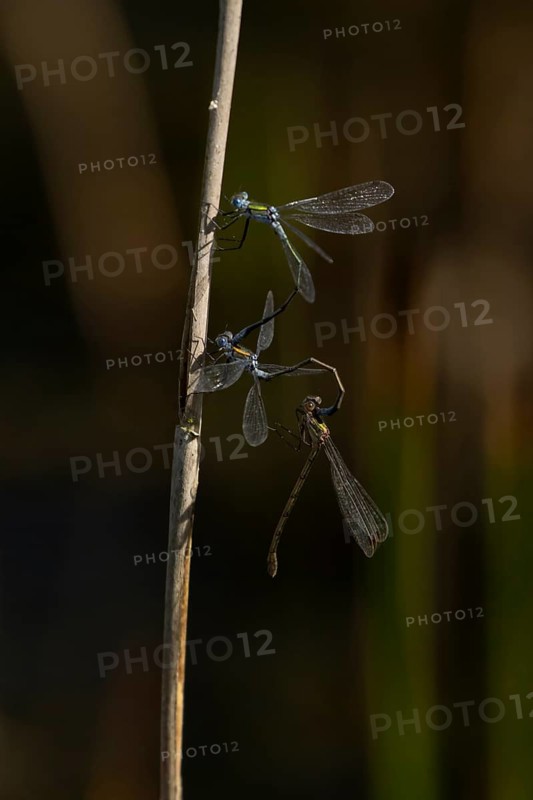 Emerald damselfly (Lestes sponsa) three adults insects mating on a reed stem, England, United Kingdom