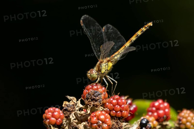 Common darter dragonfly (Sympetrum striolatum) adult insect resting on blackberries fruit in summer, England, United Kingdom
