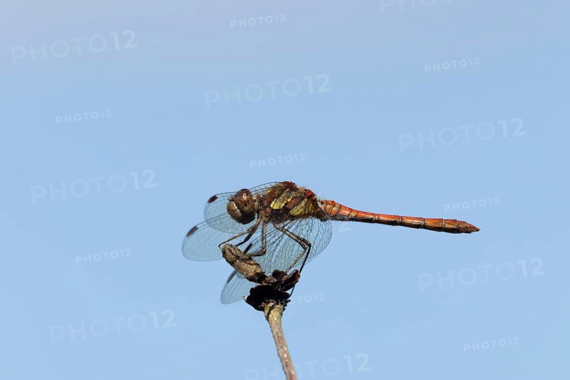 Common darter dragonfly (Sympetrum striolatum) adult insect resting on a flower seedhead in summer, England, United Kingdom