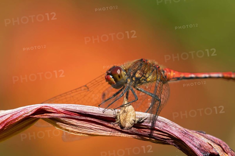Ruddy darter dragonfly (Sympetrum sanguineum) adult insect resting on a lily flower in summer, England, United Kingdom
