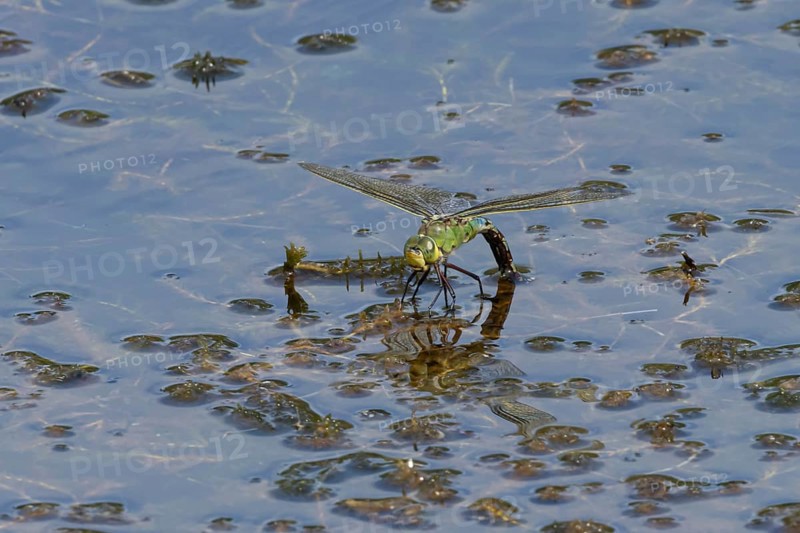 Emperor dragonfly (Anax imperator) adult female insect laying eggs in a pond in summer, England, United Kingdom