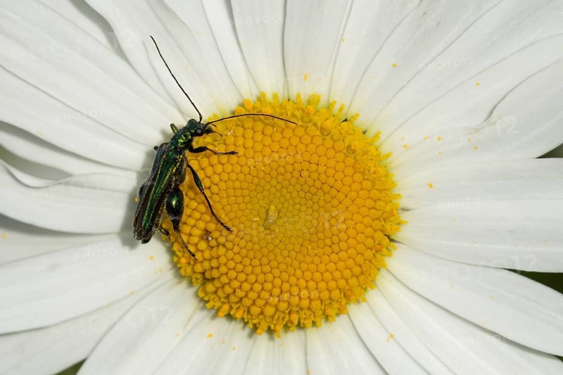 Thick-legged flower beetle (Oedemera nobilis) adult insect on an Oxeye daisy flower in summer, England, United Kingdom