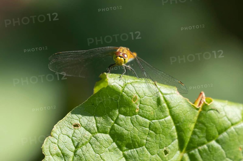Ruddy darter dragonfly (Sympetrum sanguineum) adult insect resting on a plant leaf in summer, England, United Kingdom