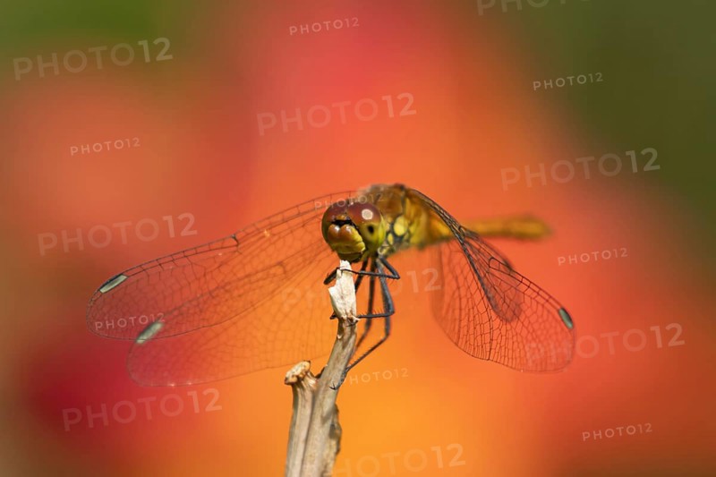 Ruddy darter dragonfly (Sympetrum sanguineum) adult insect resting on a plant stem in summer, England, United Kingdom