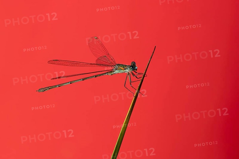 Emerald damselfly (Lestes sponsa) adult insect resting on a pond reed stem in summer, England, United Kingdom