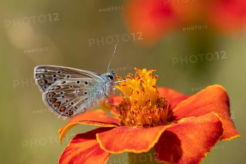Common blue butterfly (Polyommatus icarus) adult insect feeding on a garden marigold flower, England, United Kingdom