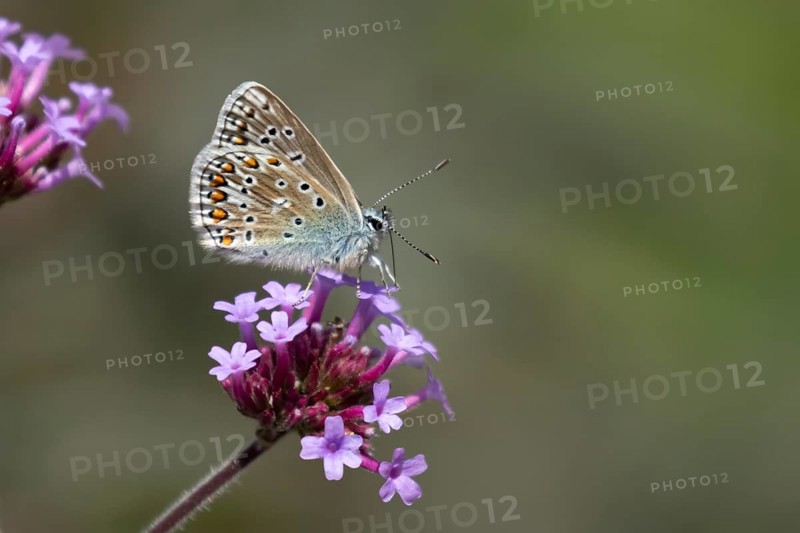 Common blue butterfly (Polyommatus icarus) adult insect feeding on a garden Verbena flower, England, United Kingdom
