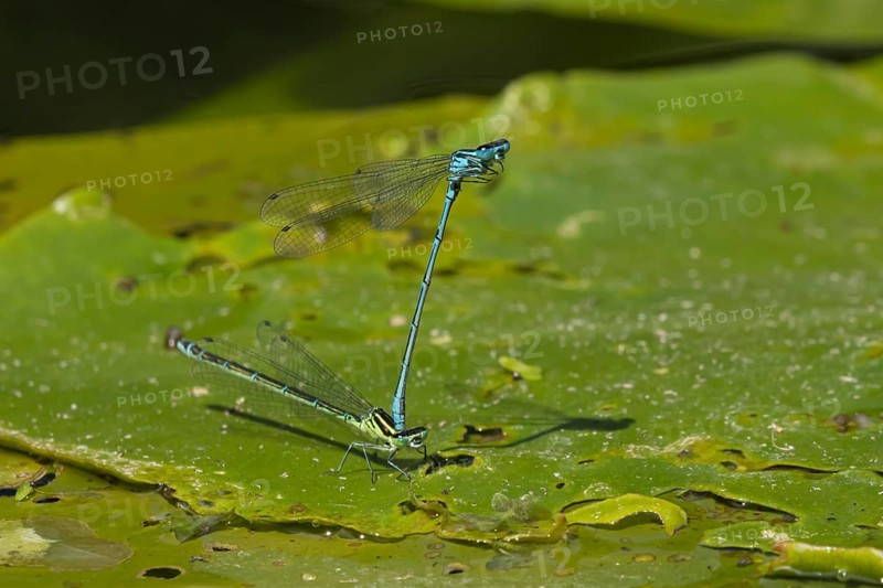 Common blue damselfly (Enallagma cyathigerum) two adult insects mating on a pond lily leaf in summer, England, United Kingdom