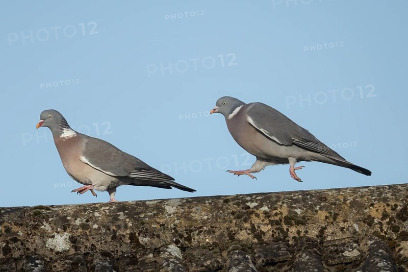 Wood pigeon (Columba palumbus) two adult birds with one chasing the other during their courtship display on an urban house rooftop, England, United Kingdom