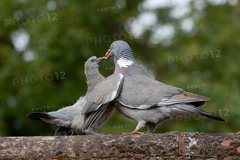 Wood pigeon (Columba palumbus) two birds with a juvenile squab bird begging for food on an urban house rooftop with an adult parent bird, England, United Kingdom