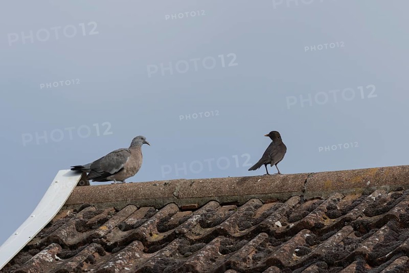 Wood pigeon (Columba palumbus) juvenile squab bird on an urban house rooftop with a Blackbird, England, United Kingdom