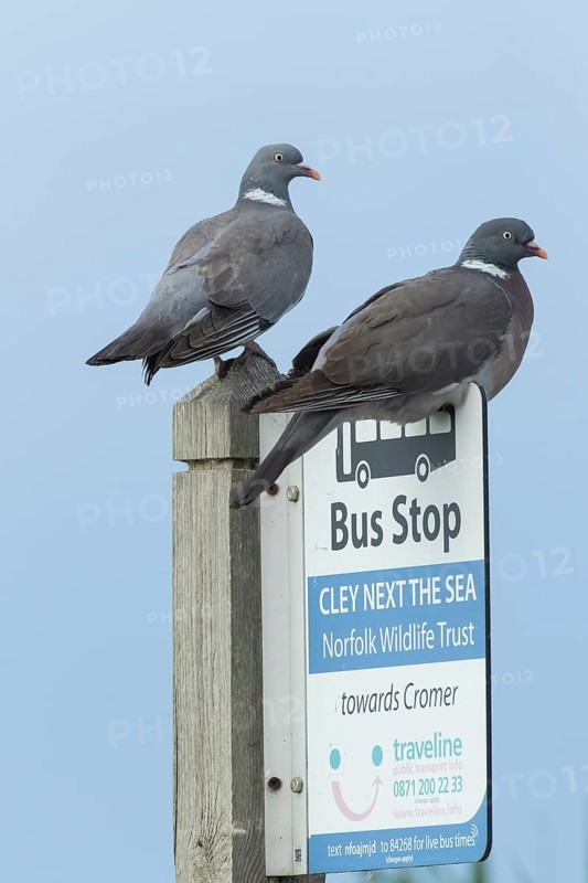 Wood pigeon (Columba palumbus) two adult birds on a bus stop sign at the Norfolk wildlife trust site of Cley marshes, Norfolk, England, United Kingdom