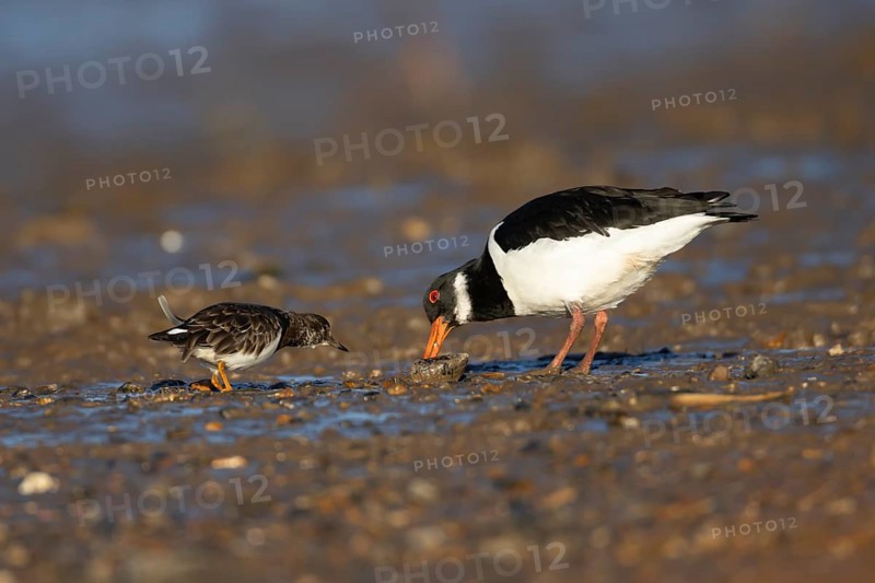 Eurasian oystercatcher (Haematopus ostralegus) adult wading bird feeding on a mussel shell on a beach being watched by a Turnstone, England, United Kingdom