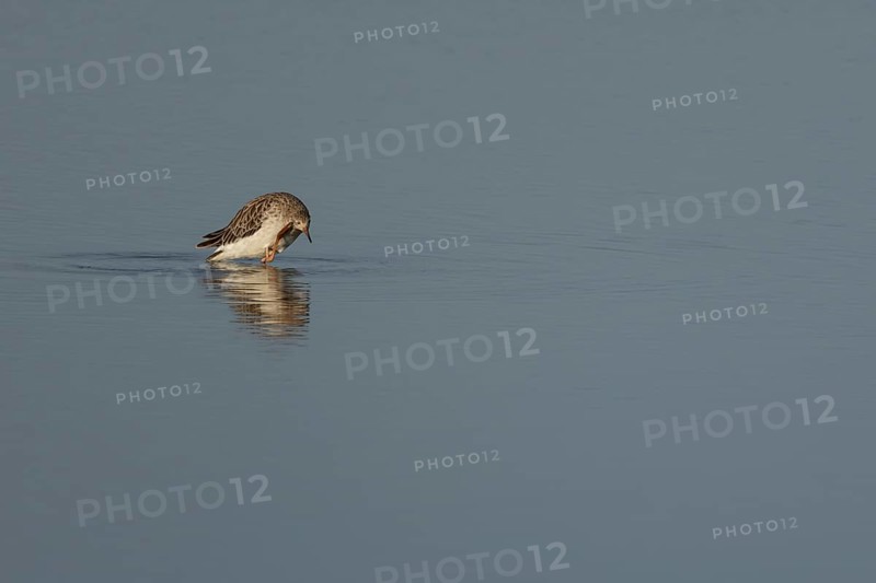 Ruff (Philomachus pugnax) adult wading bird preening in a shallow lagoon, England, United Kingdom