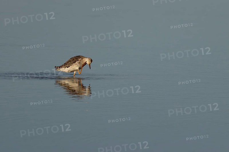 Ruff (Philomachus pugnax) adult bird preening in a shallow lagoon, England, United Kingdom