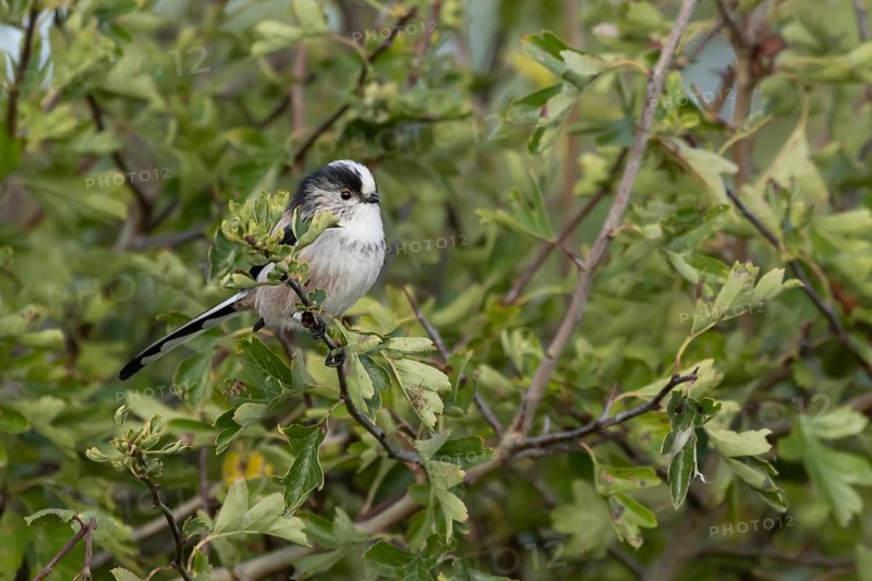 Long tailed tit (Aegithalos caudatus) adult bird in a hedgerow, England, United Kingdom