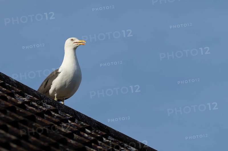 Herring gull (Larus argentatus) adult bird calling from an urban house rooftop, England, United Kingdom
