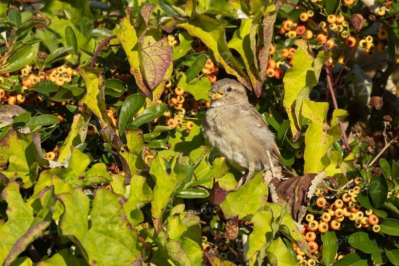 House sparrow (Passer domesticus) adult female bird feeding in a garden Pyracantha bush, England, United Kingdom