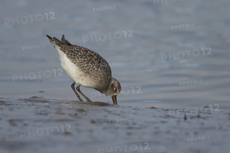 Grey plover (Pluvialis squatarola) adult wading bird feeding on a mudflat, Norfolk, England, United Kingdom