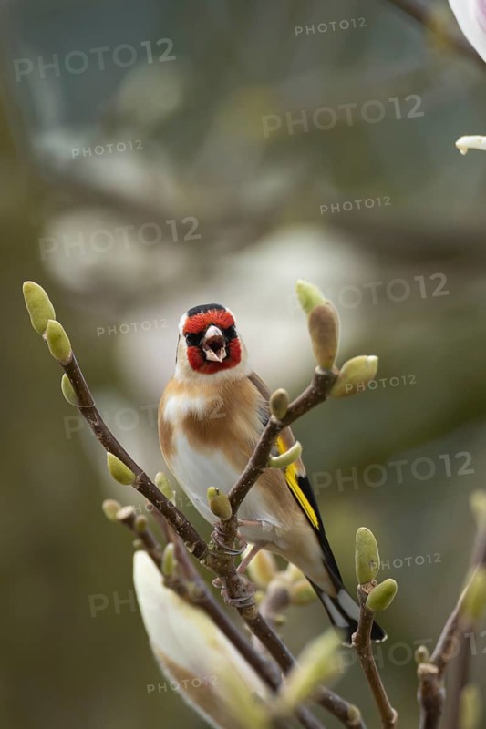 European goldfinch (Carduelis carduelis) adult bird singing on a flowering garden Magnolia tree in spring, England, United Kingdom