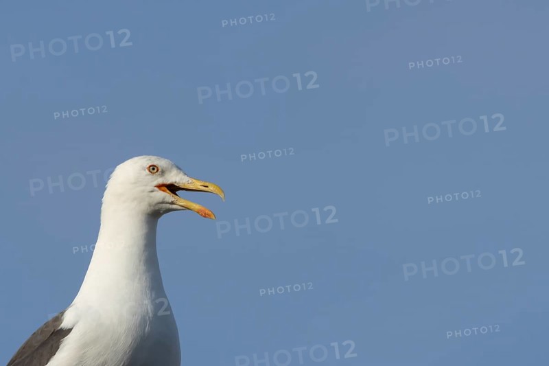 Herring gull (Larus argentatus) adult bird calling, England, United Kingdom