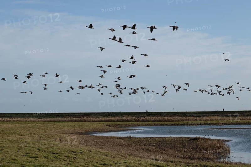 Greylag goose (Anser anser) adult geese flying in a flock or skein over a lagoon, England, United Kingdom