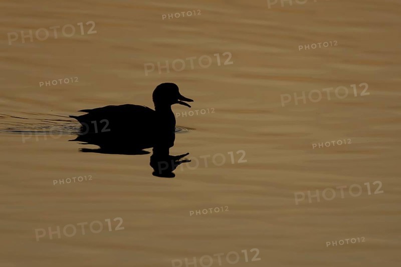 Gadwall (Mareca strepera) duck adult bird calling or quacking on a lake at sunset, England, United Kingdom