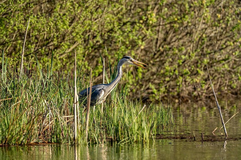 Grey heron (Ardea cinerea), standing by the water while hunting, Vulkaneifel, Rhineland-Palatinate, Germany