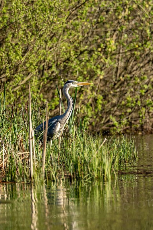 Grey heron (Ardea cinerea), standing by the water while hunting, Vulkaneifel, Rhineland-Palatinate, Germany