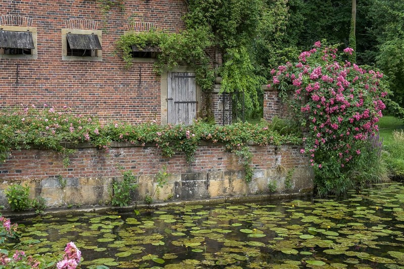 Romantic garden with brick wall, roses and water lilies in the calm water, Haus Welbergen, Welbergen, Ochtrup, Münsterland, North Rhine-Westphalia, Germany