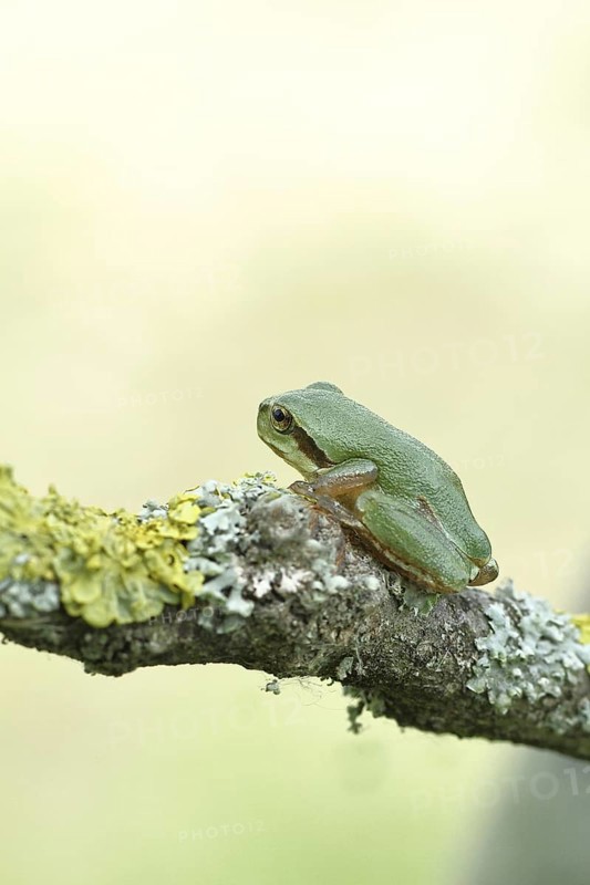 European tree frog (Hyla arborea) sitting on a lichen-covered branch in its natural environment, close-up, Lake Neusiedl National Park, Burgenland, Austria