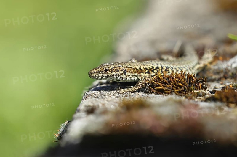 Wall lizard (Podarcis muralis), European wall lizard, in a vineyard, portrait, reptiles, animals, lizards, Cochem, Moselle, Rhineland-Palatinate, Germany