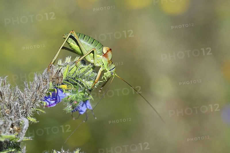 Steppe saddle grasshopper, steppe saddle grasshopper (Ephippiger ephippiger), male, on Viper's bugloss (Echium vulgare), with bokeh in the background, leafhoppers, long-fingered grasshoppers, Red List of Germany, specially protected species, critically endangered, Cochem, Moselle, Rhineland-Palatinate, Germany