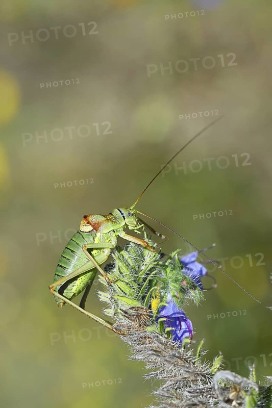 Steppe saddle grasshopper, steppe saddle grasshopper (Ephippiger ephippiger), male, on Viper's bugloss (Echium vulgare), with bokeh in the background, leafhoppers, long-fingered grasshoppers, Red List of Germany, specially protected species, critically endangered, Cochem, Moselle, Rhineland-Palatinate, Germany