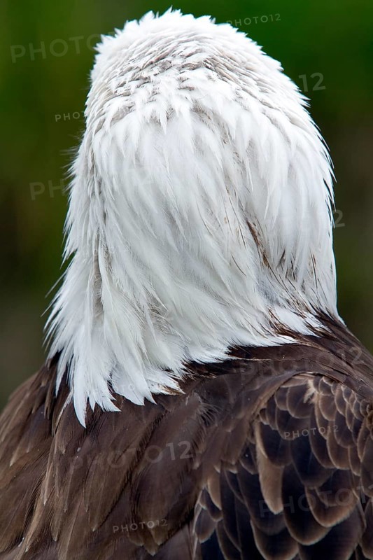 Bald eagle, Haliaeetus leucocephalus, Eagle perched, Head seen from behind, Close-up, Province of Quebec, Canada