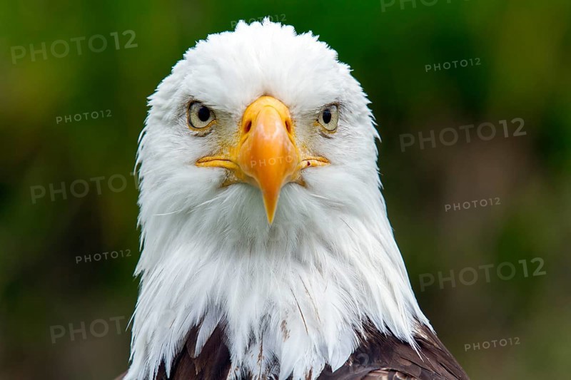 Bald eagle, Haliaeetus leucocephalus, Eagle perched and watching, Look straight ahead, Portrait, Close-up, Province of Quebec, Canada