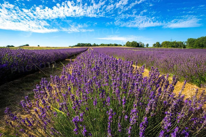 Lavender field near Grünstadt (Pfalz) ***The Gaul winery cultivates lavender and markets the resulting products under the BLAUSINN label