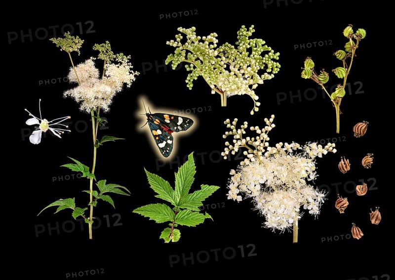 Meadowsweet (Filipendula ulmaria), buds, flowers, seeds, pretty bear (Callimorpha dominula), Germany