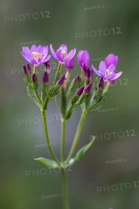 Centaury (Centaurium erythraea), Emsland, Lower Saxony, Germany