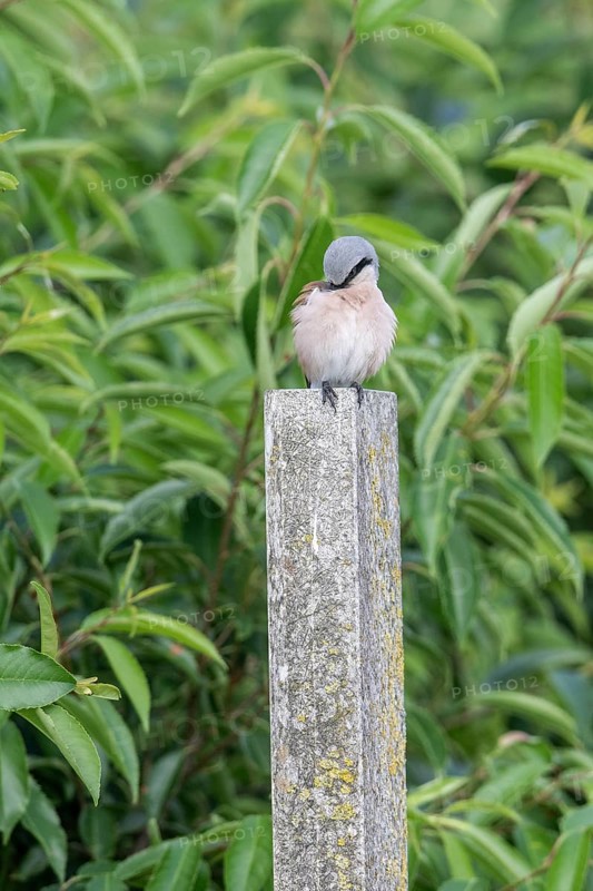 Red-backed shrike (Lanius collurio), Emsland, Lower Saxony, Germany