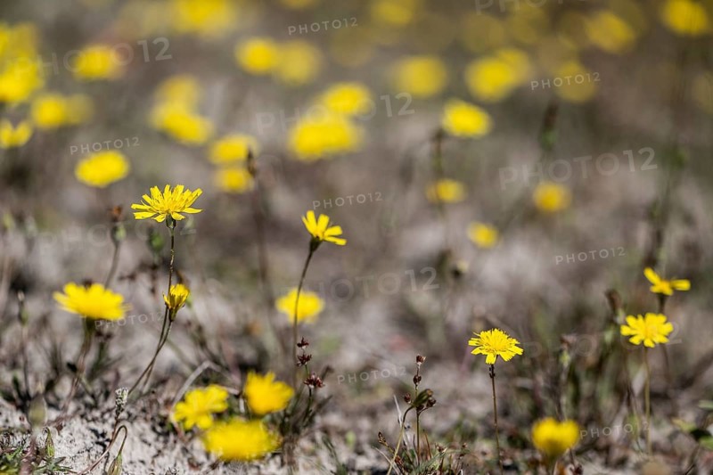 Hawkweed (Hieracium), Emsland, Lower Saxony, Germany