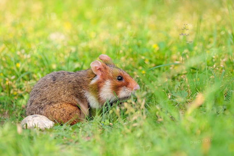 A European hamster (Cricetus cricetus) leaves his burrow