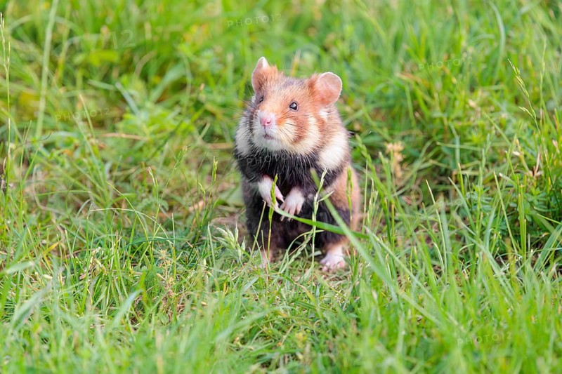 A European hamster (Cricetus cricetus) sits in a green meadow on a sunny day