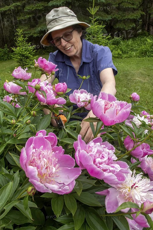 Woman and flowers, Woman taking care of peony flowers, Peonia sp, Region of La Mauricie, Province of Quebec, Canada