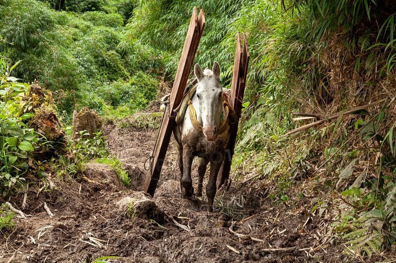 Draft horse, Horse carrying planks down a mountain, Imbabura province, Ecuador, South America