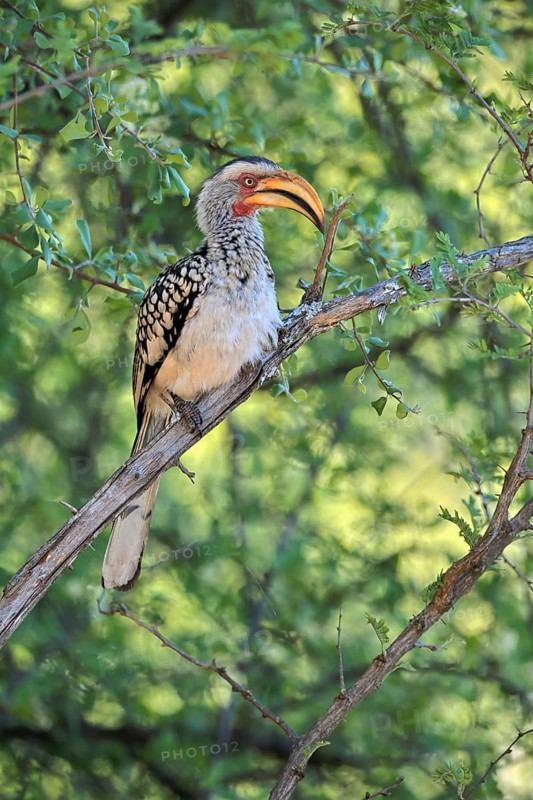 Southern Yellow-billed Hornbill (Tockus leucomelas), Red-ringed Hornbill, adult, on tree, alert, Kruger, Kruger National Park, South Africa