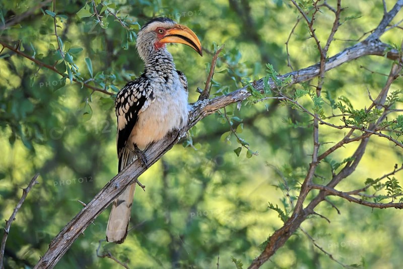 Southern Yellow-billed Hornbill (Tockus leucomelas), Red-ringed Hornbill, adult, on tree, alert, Kruger, Kruger National Park, South Africa
